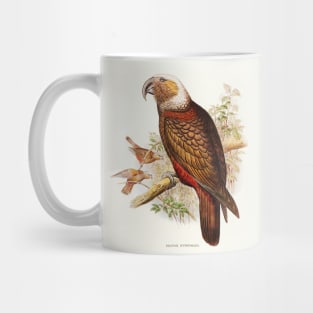 Ka-ka Parrot (Nestor hypopolius) Mug